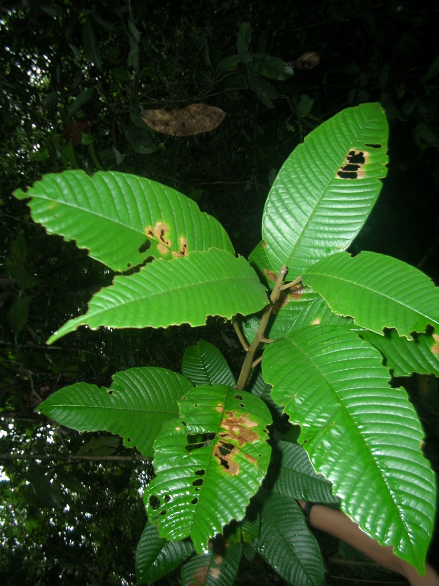 Stemonoporus bullatus Kosterm.